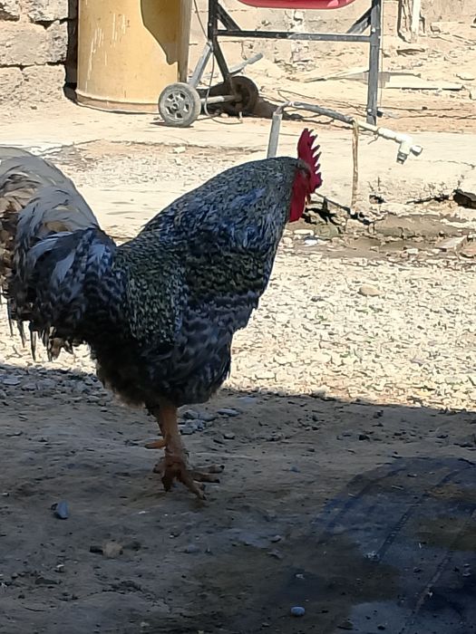 Қораздармен, тауық