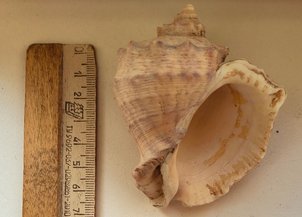 Ракушки и береговые палочки