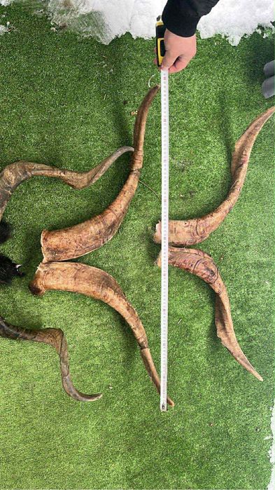 Продавам рога от пръч