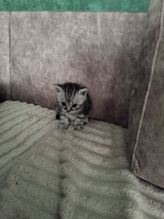 Породистые Коты Халенстрайт