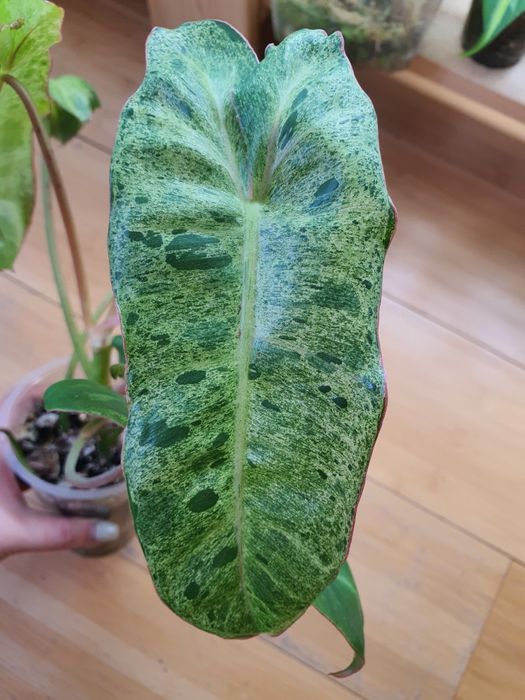 Филодендрон Параисо Верде