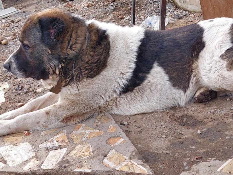 Щенки Алабая(Азиат)