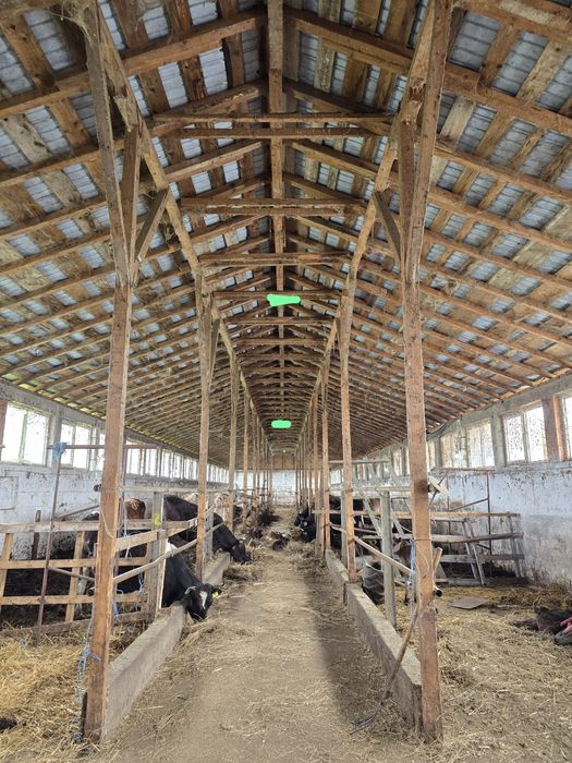 vitei, vaca cu vitel,  vaci, tauri