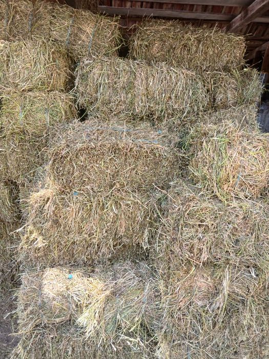 Baluti de lucernă