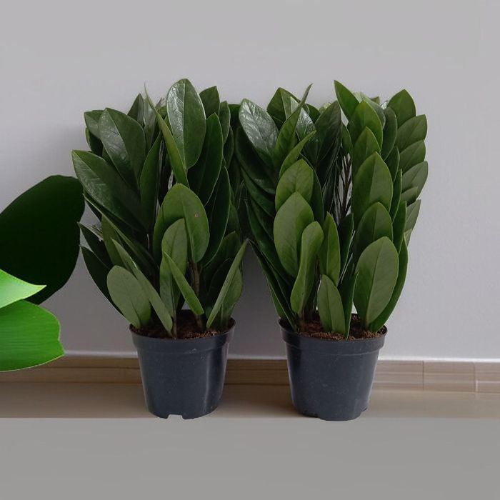 Различные комнатные цветы