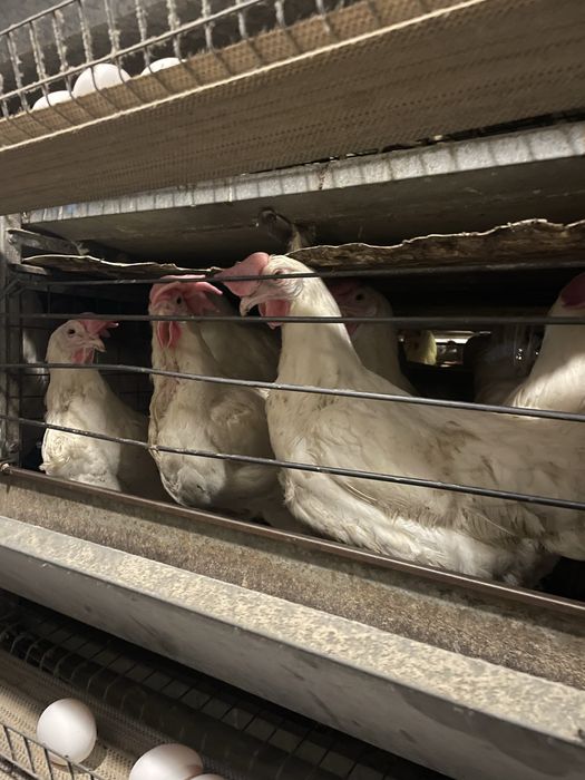 Продам Курей несушек