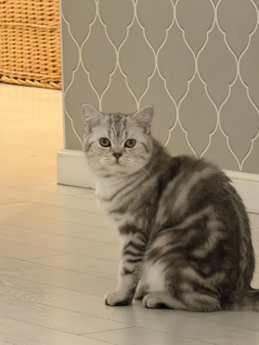Британский кот 10 месяцев