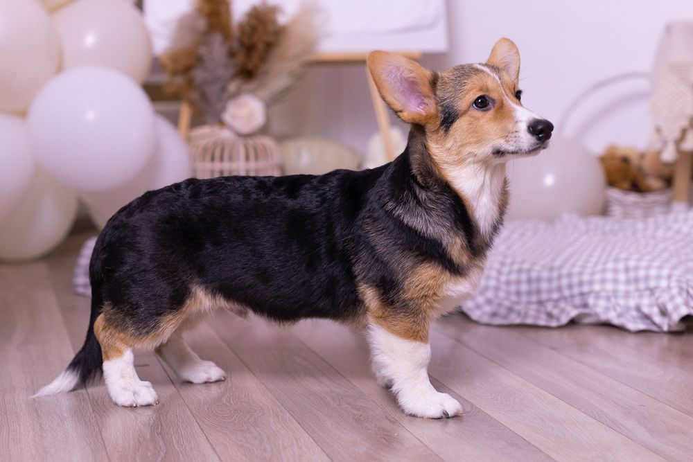 Вельш корги пемброк