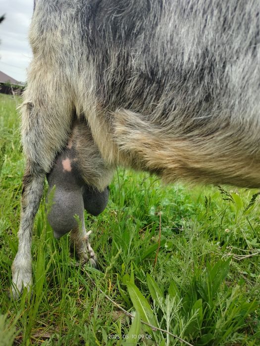 Сүтті ешкі сатылады