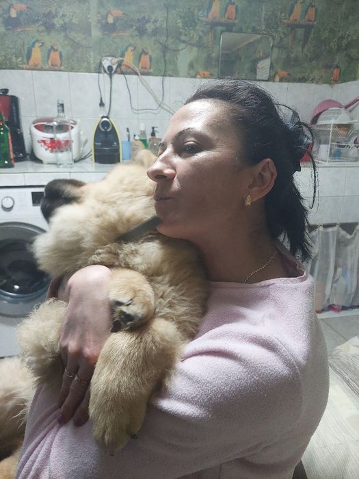 Продавам Чао  Чао