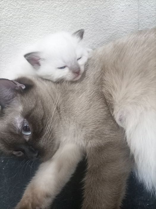 Сиамские котята.