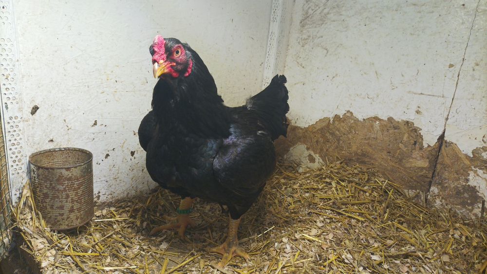 Familie Combatant Indian an 2025