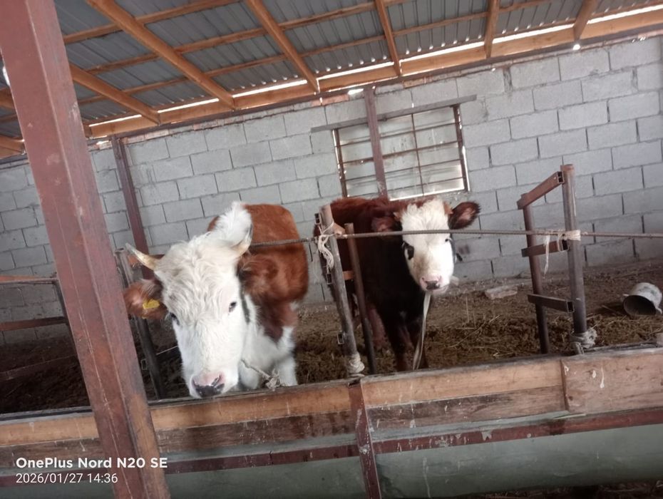 Здравствуйте Продам скот