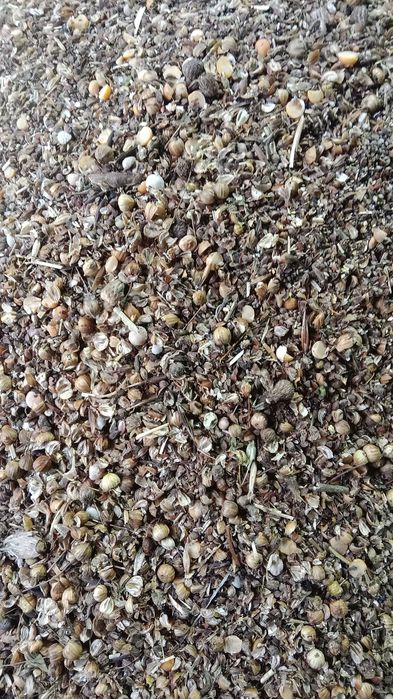 Продам зерно отходы