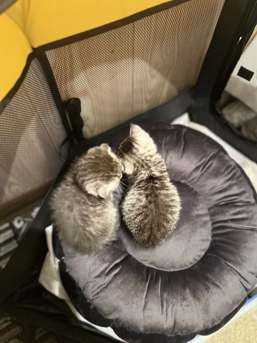 Mushuk bolasi sotiladi