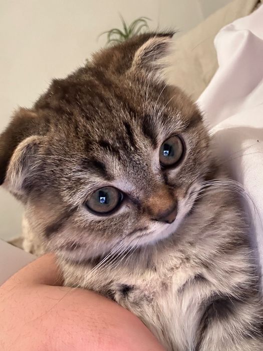 котенок шотландский