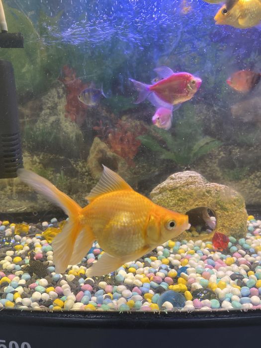 Продам золотую рыбу.