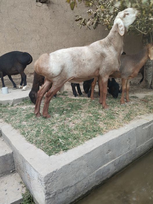 Qoʻchqor sotiladi edilbay karabl linyasi