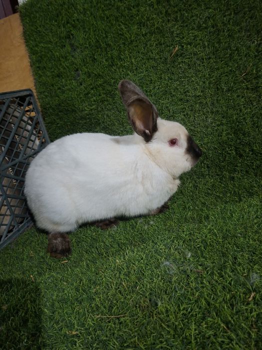 Kaliforniya ishlashga tayyor