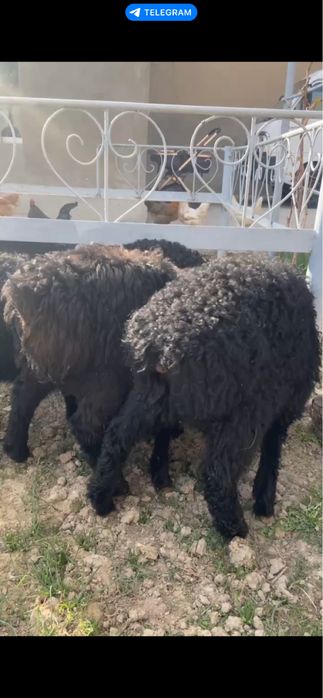 Qo’y qo’chqorla sotiladi