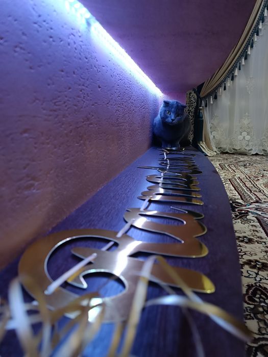 Britanskiy mushuk sotiladi