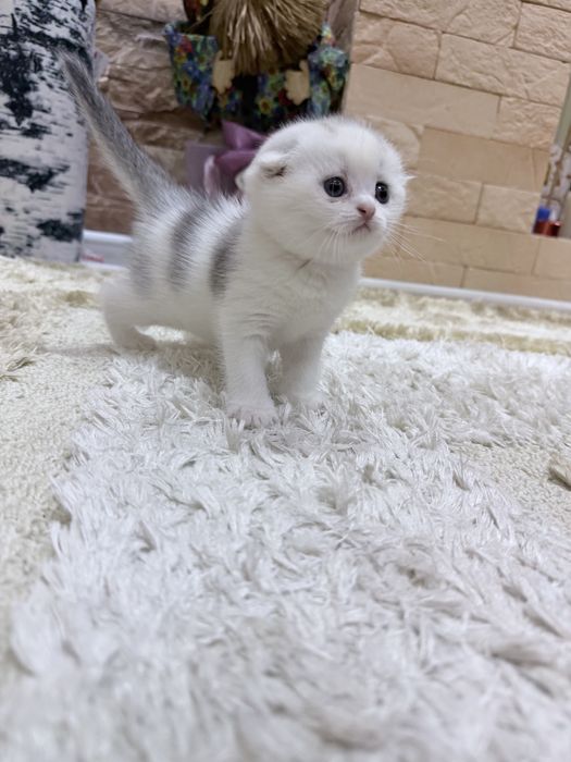 Шотланский Скоттиш Фолд!