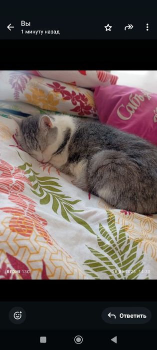 Продам кота доброго, спокойного