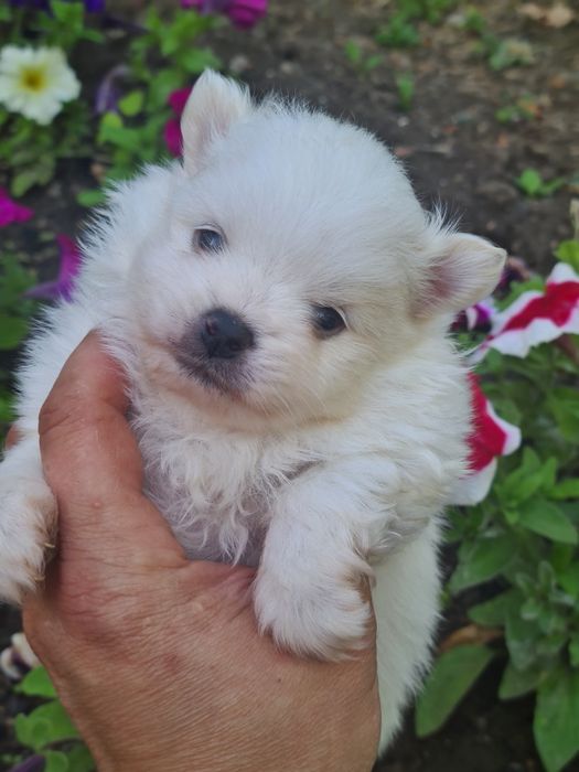 Продам щенков шпица.