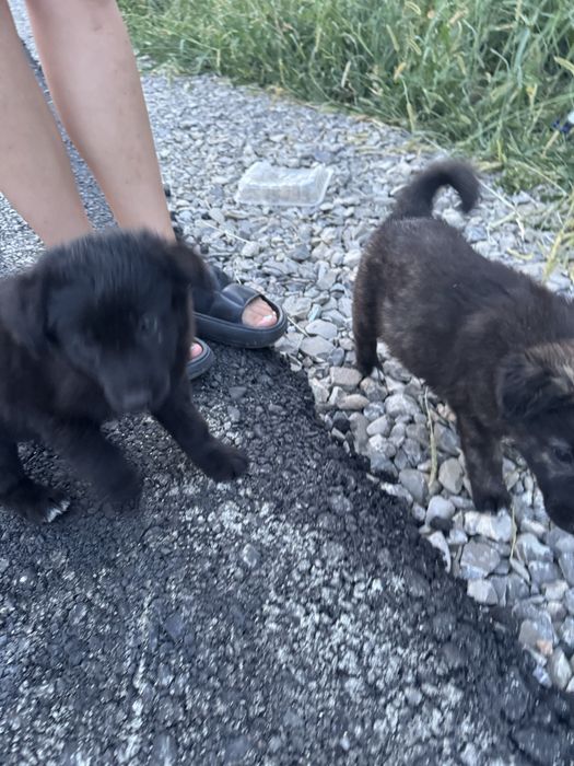 3 puiuti de catelusi fara casa au nevoie de ajutor