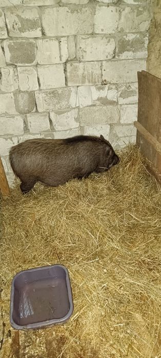 Cînd o purcia vinameza afata mai are un pic și fata