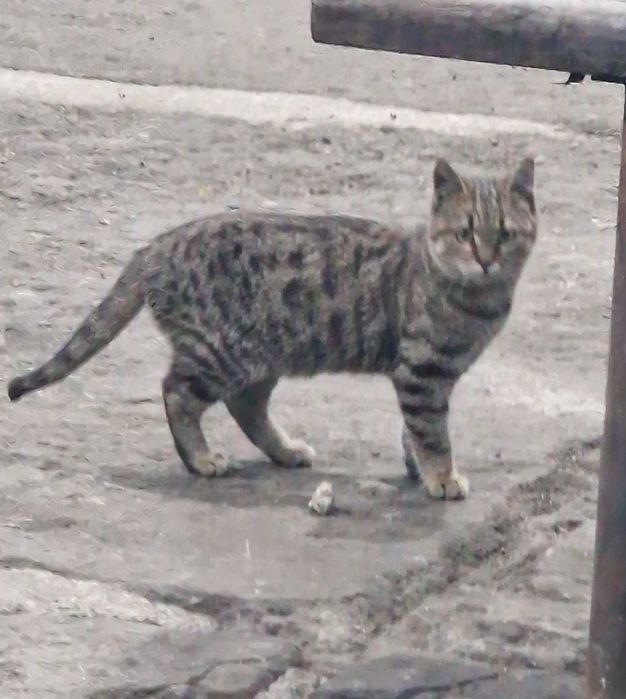 Подарявам две котета