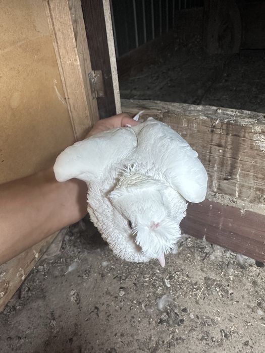 Продам Голубей бакинси