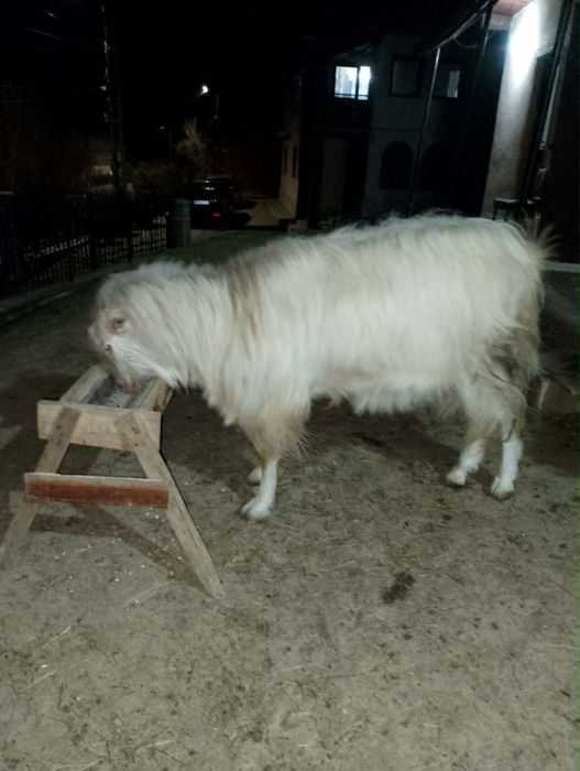 Țap de vânzare, 2 ani, Vișeu de Jos, sănătos și bine întreținut