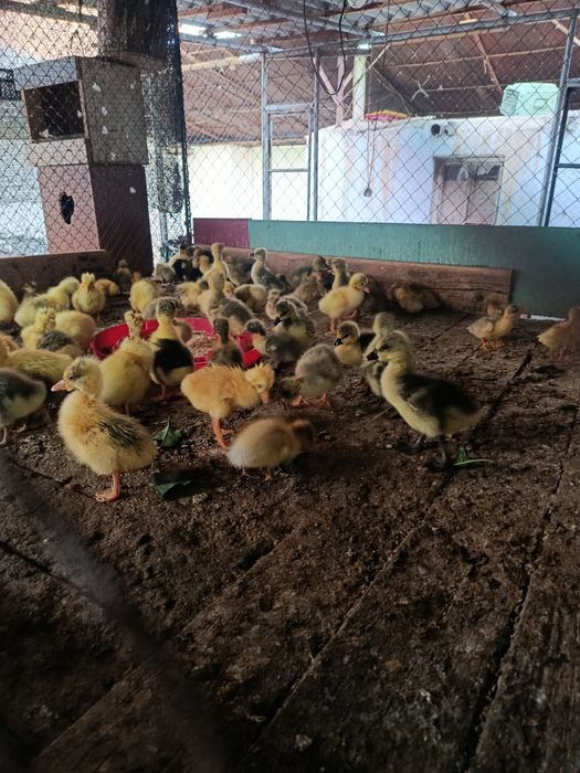 Продам цесарку брама куры