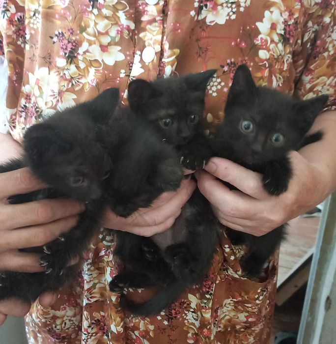 В добрые руки котята игривые 3мальчика,1девочка