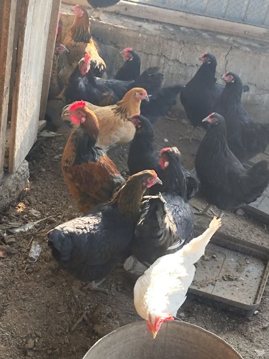 Куры тауыки продам.