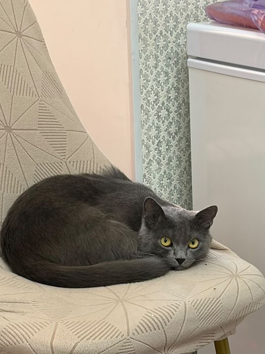 Отдам кота в добрые руки