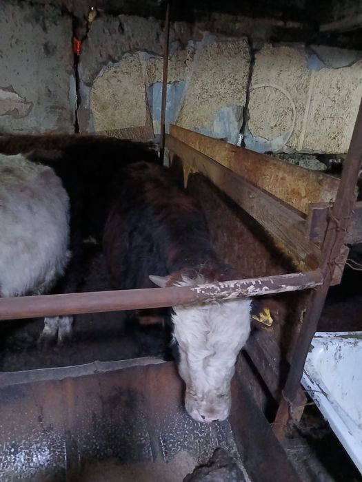 Продается бычки