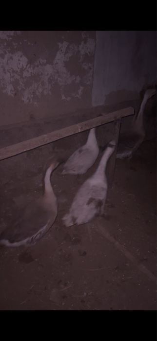 Тауық индаутка қаз