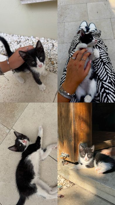 Pisicuta spre adoptie URGENT!!