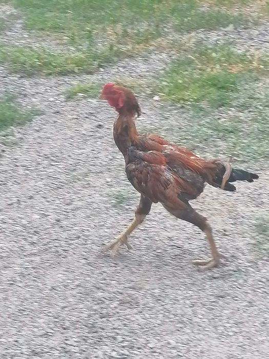 Продам дакана и курица