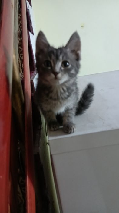 Котенок подкидыш ищет дом.