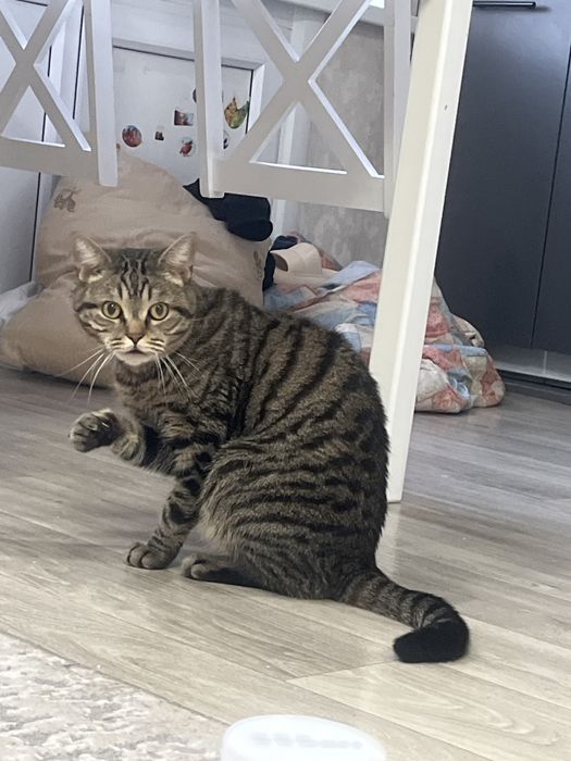 Отдам кота в добрые руки