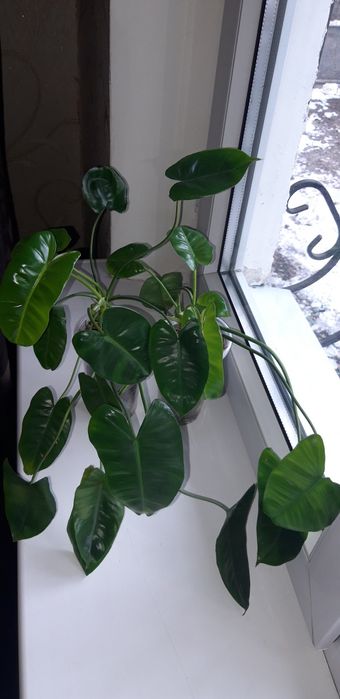 Филодендрон Бурле макс зеленый