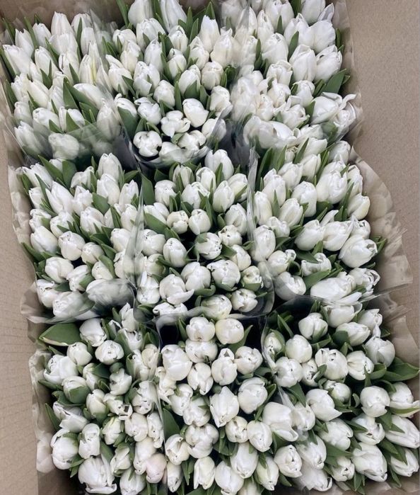 Тюльпаны ОПТОМ И В розницу предзаказ доставка цветы