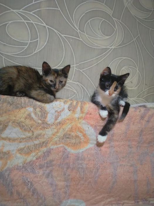 Отдам котят даром