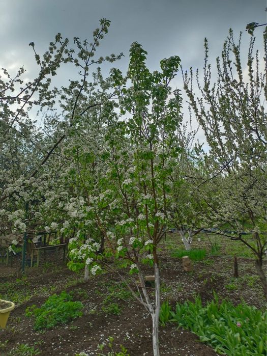 Продам дачу за Кривым озером