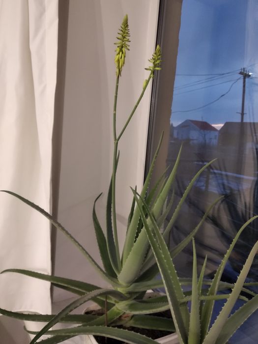 Продам алоэ Вера