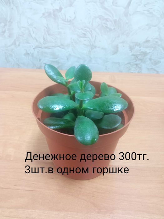 Продам комнатные цветы