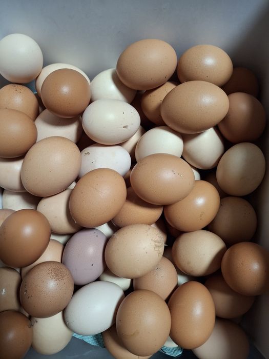 oua din gospodaria noastra